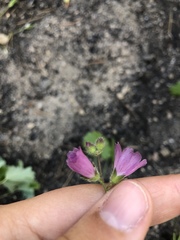 Sidalcea ranunculacea