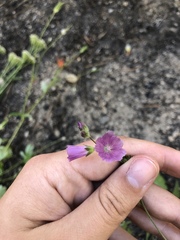 Sidalcea ranunculacea