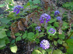 Iberis linifolia violletii