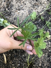 Sidalcea ranunculacea