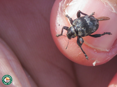 Haplopodus westermanni