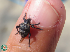 Haplopodus westermanni
