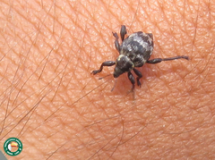 Haplopodus westermanni