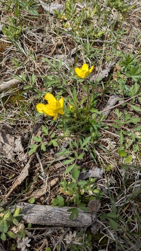 Image of Ranunculus fascicularis by (c) treelogical, some rights reserved (CC BY)