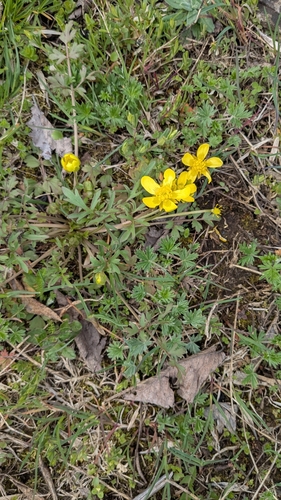 Image of Ranunculus fascicularis by (c) treelogical, some rights reserved (CC BY)