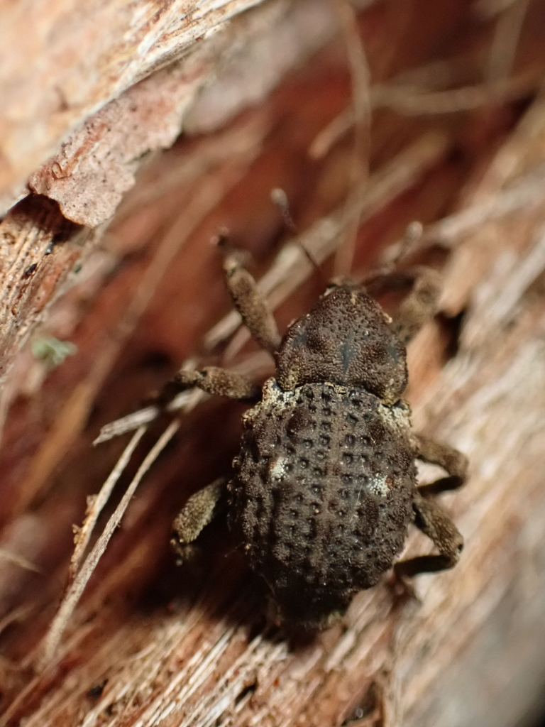 Decilaus longirostris