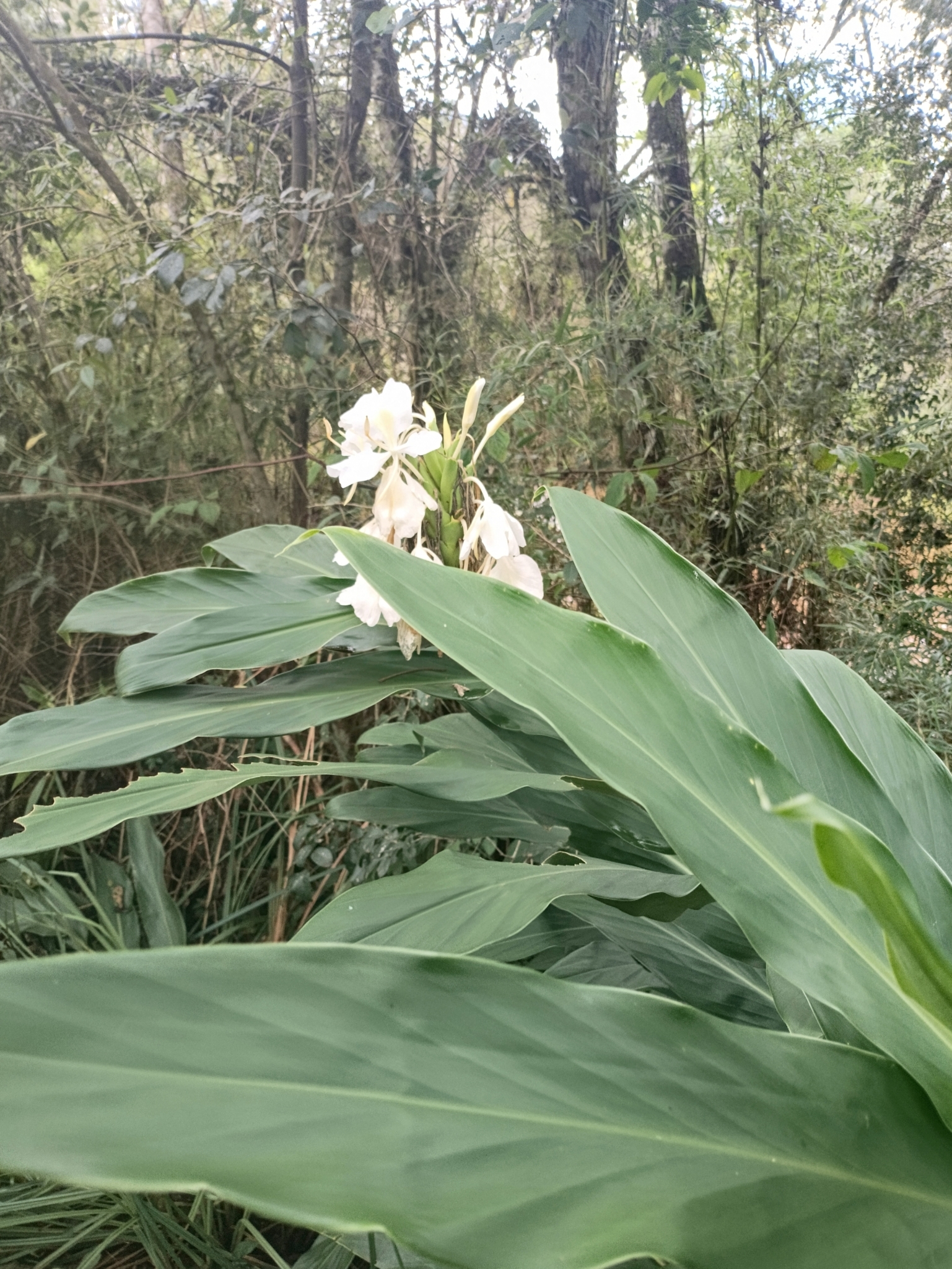 Hedychium coronarium