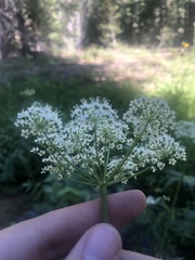 Oxypolis occidentalis