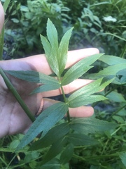 Oxypolis occidentalis