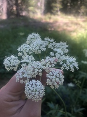 Oxypolis occidentalis