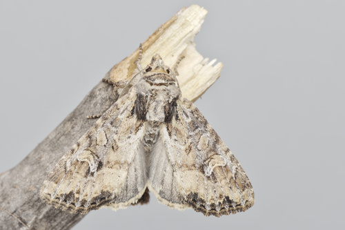 Small Clouded Brindle