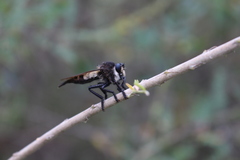 Promachus painteri