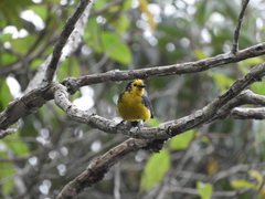 Myioborus ornatus