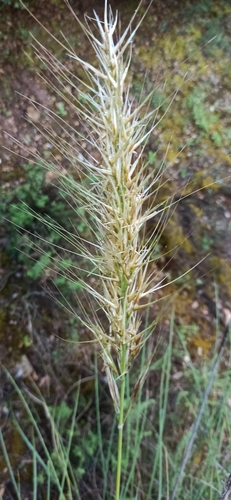 Image of Macrochloa tenacissima by (c) Gonzalo Ganda Álvarez, some rights reserved (CC BY)