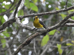 Myioborus ornatus