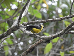 Myioborus ornatus