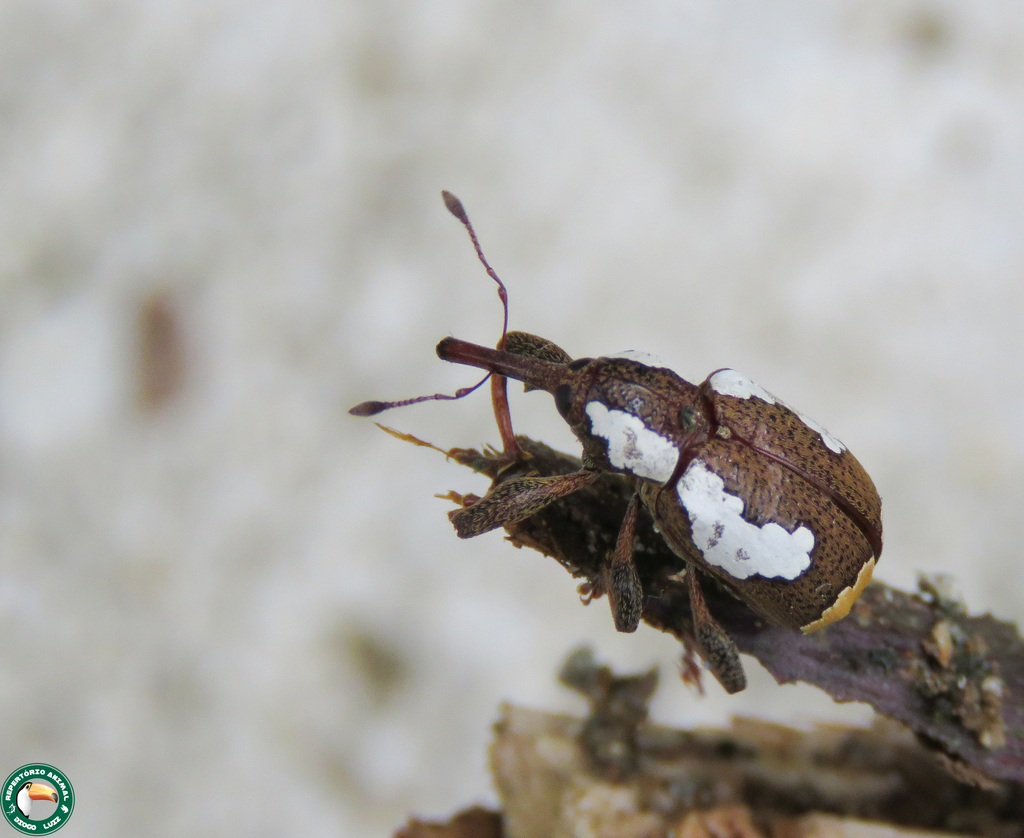 Heilipus draco
