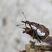 Heilipus draco - Photo (c) Diogo Luiz, some rights reserved (CC BY-SA), uploaded by Diogo Luiz