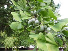 Ginkgo biloba