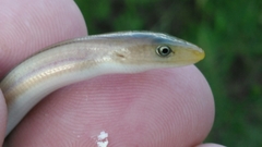 Ophisaurus compressus