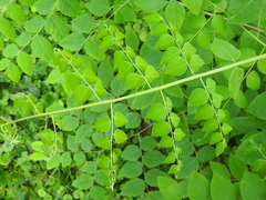 Gymnocladus dioicus