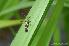 Eretmocera