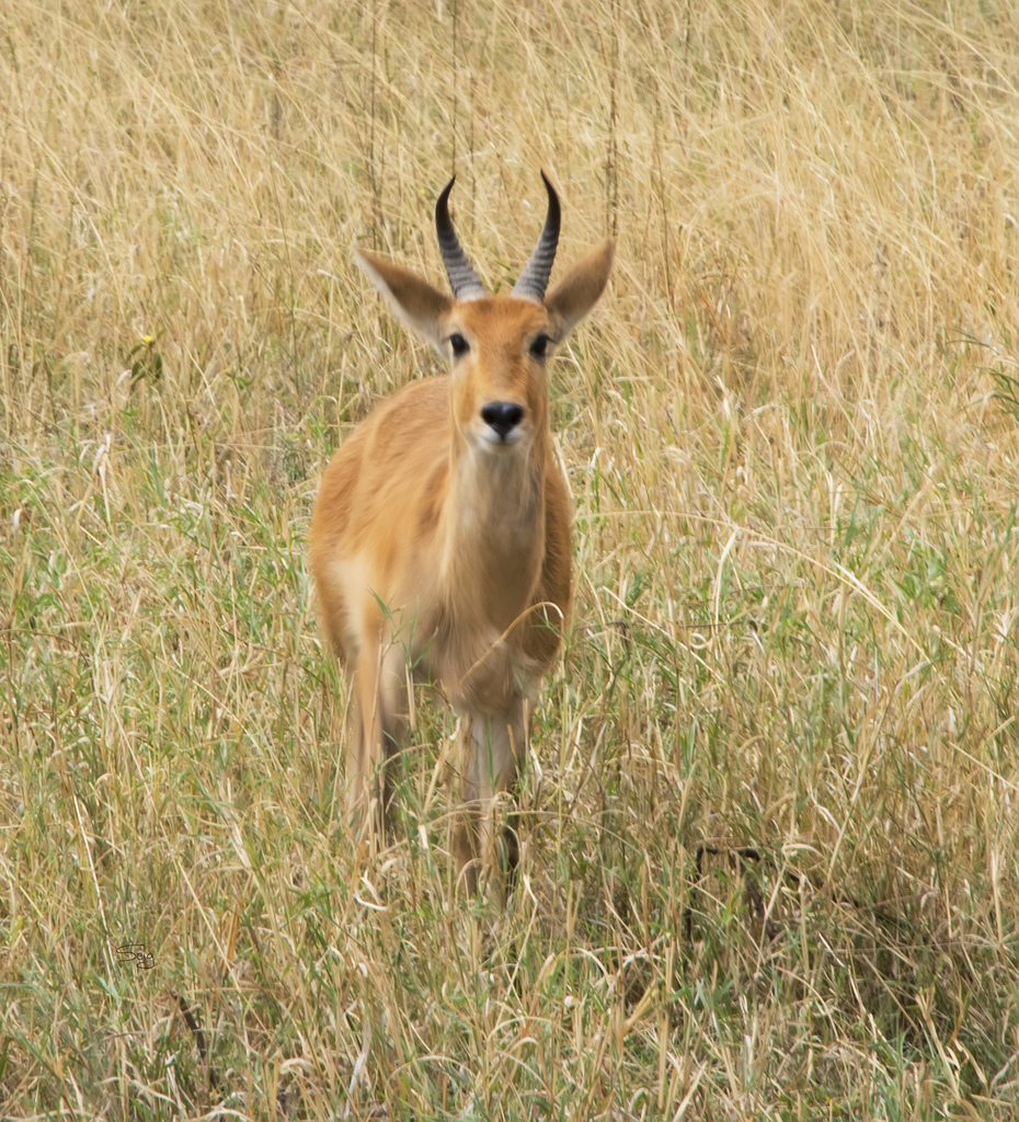 Redunca redunca, Serengeti, Tanzania, by seigmond