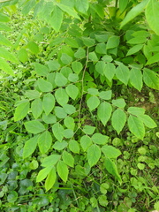 Gymnocladus dioicus