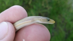 Ophisaurus compressus