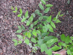 Gymnocladus dioicus