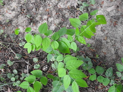 Gymnocladus dioicus
