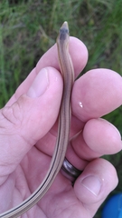 Ophisaurus compressus