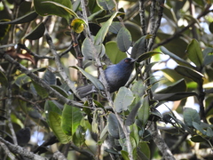 Diglossa caerulescens