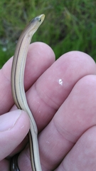 Ophisaurus compressus