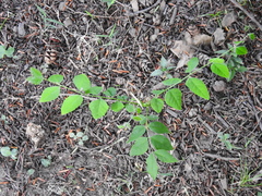 Gymnocladus dioicus