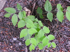 Gymnocladus dioicus