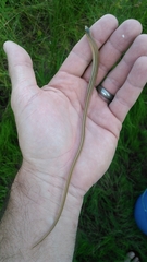 Ophisaurus compressus