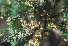 Acrotriche divaricata