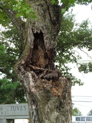 Acer saccharum