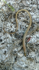 Ophisaurus compressus