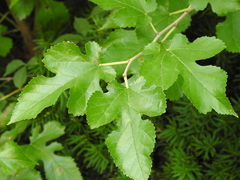 Morus alba