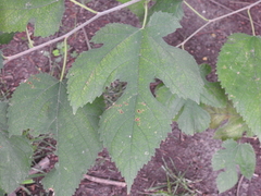 Morus rubra