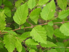 Betula nigra