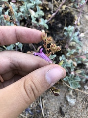 Penstemon caesius