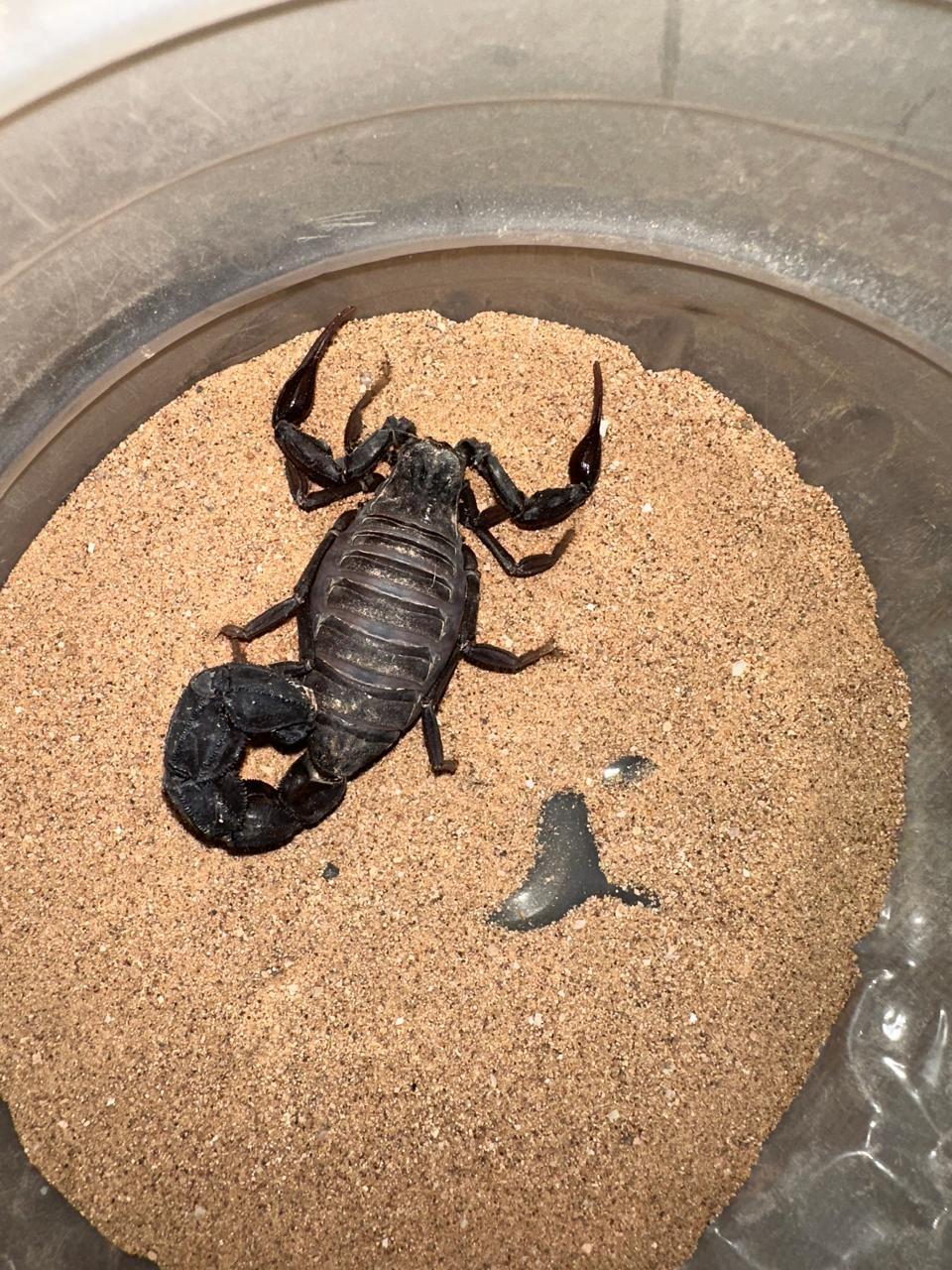 Androctonus gonneti