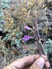 Penstemon caesius