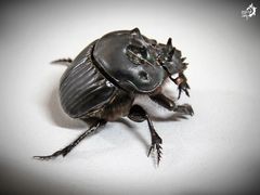 Coprophanaeus dardanus