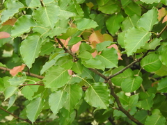 Pyrus calleryana