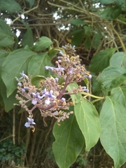 Vitex gaumeri