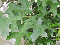 Quercus